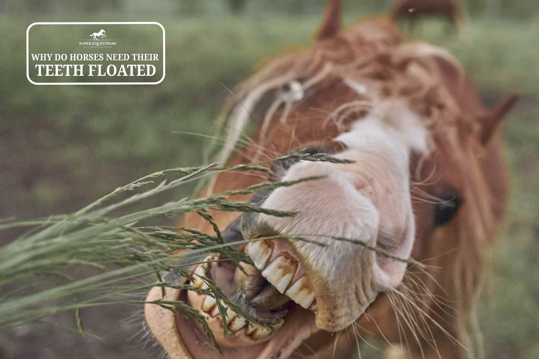 Why Do Horses Need Their Teeth Floated